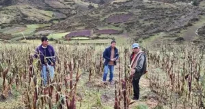 Fenómeno El Niño en Cusco: Gobiernos locales ejecutaron solo el 33% de su presupuesto anual en prevención de desastres