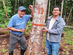 IIAP IMPULSA APROVECHAMIENTO DEL PALO DE ROSA SIN TALA