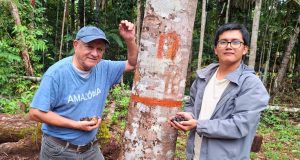 IIAP IMPULSA APROVECHAMIENTO DEL PALO DE ROSA SIN TALA