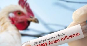 EMERGENCIA SANITARIA POR BROTE DE INFLUENZA AVIAR