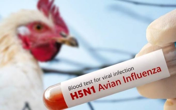 NOTA 4 INFLUENZA AVIAR