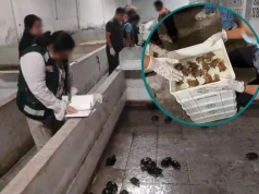 Iquitos: Ejecutan detenciones y allanamientos a presuntos integrantes de “Los Peludos”, red investigada por tráfico de fauna silvestre